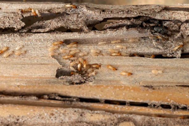 Best Residential Pest Control  in Sparta, MI